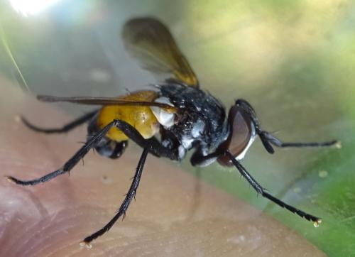 Hemyda obscuripennis